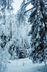 Winter's tale. Snowy forest. Narnia.