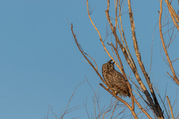 Great Horned Owl Perched in a Tree