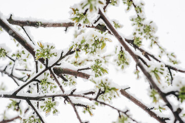 cherry flowering trees are covered with fluffy snow