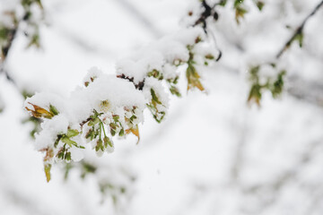 cherry flowering trees are covered with fluffy snow