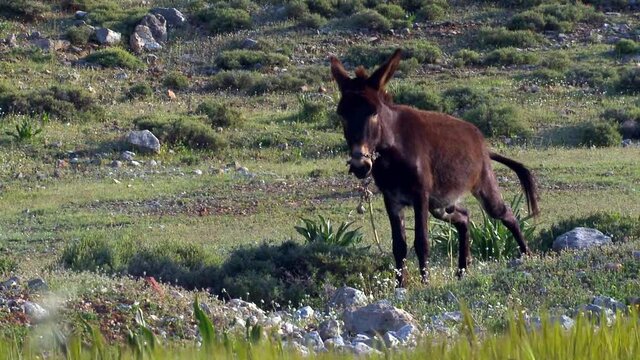 A donkey grazing in its meadow comes to pee and does it ignoring the surroundings