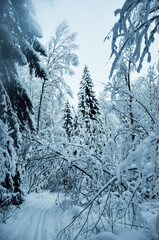 Winter's tale. Snowy forest. Narnia.