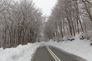 Forest covered with snow