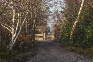Naklejka premium Gate at Box Hill, Surrey, England