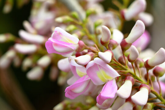 Light rose color flowers of quickstick or Gliricidia sepium tree