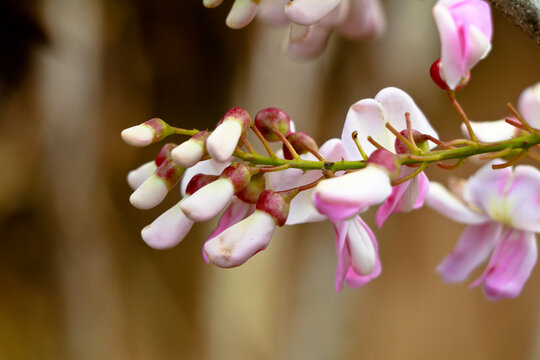 Light rose color flowers of quickstick or Gliricidia sepium tree