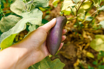 Gardening and agriculture concept. Female farm worker hand harvesting purple fresh ripe organic eggplant in garden. Vegan vegetarian home grown food production. Woman picking aubergine brinjal.