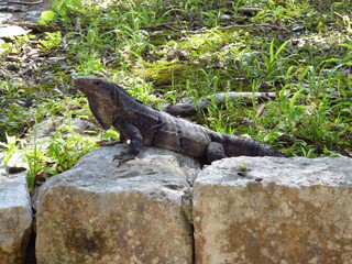 iguana on the rocks