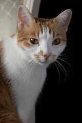 kot w ciemnym pokoju