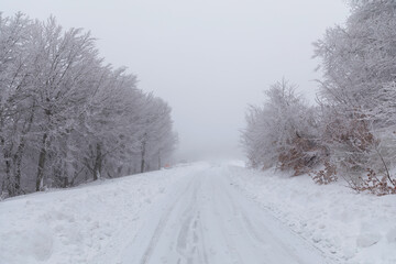 Forest covered with snow