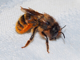 Leafcutting Bee (Osmia tricornis), male
