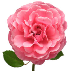 Pink English rose of David Austin isolated on white background. Macro flower. Wedding card, bride....
