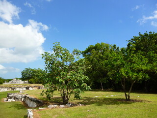 landscape with trees and clouds