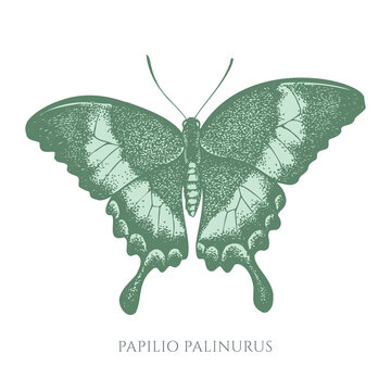 Vector set of hand drawn pastel emerald swallowtail