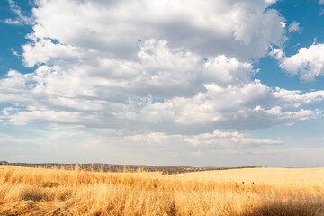 Fototapeta premium Beautiful couples, fields and landscapes of the Cordoba