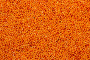 Red lentils in full screen. Lentil variety. Nutritious protein food.