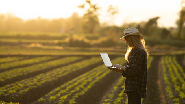 Female farmers using laptops to collect agricultural crops.
