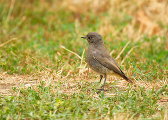Black redstart, Phoenicurus ochruros. The female bird walks in the grass in search of food
