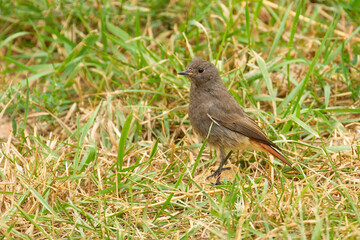 Black redstart, Phoenicurus ochruros. The female bird walks in the grass in search of food