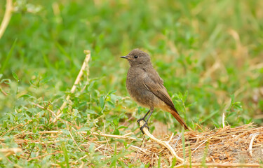 Black redstart, Phoenicurus ochruros. A bird sitting on a plant stem