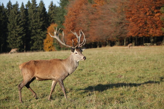 Hirsch auf Wiese vor Wald