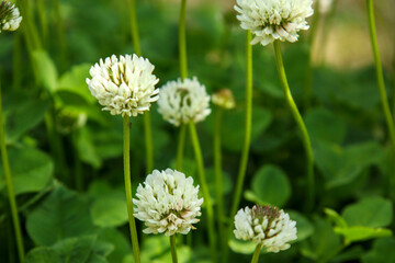 シロツメクサの白い花