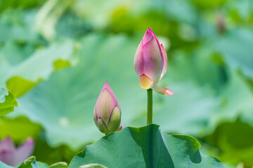 lotus flower blooming in summer pond with green leaves as background