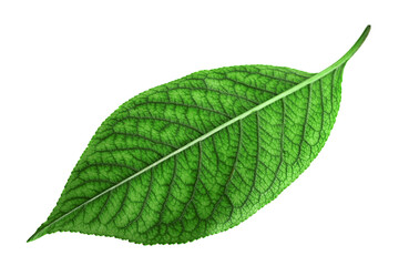 Fototapeta na wymiar Cherry leaf isolated on white