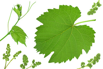 Grape fresh leaf closeup