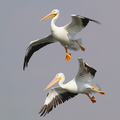 Obraz premium American White Pelican