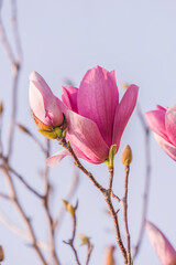 Fototapeta na wymiar Beautiful magnolia flowers in Spring garden with blue sky background