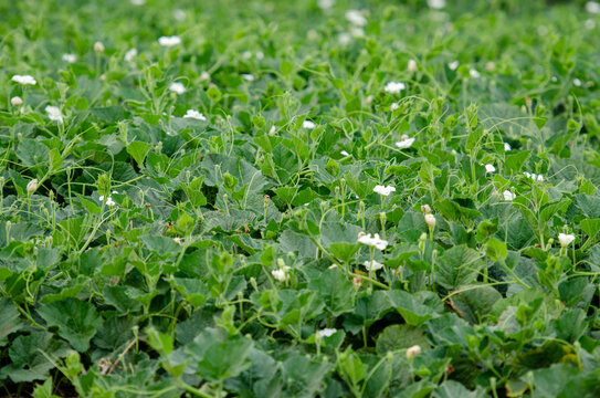 Pumpkin leaf garden