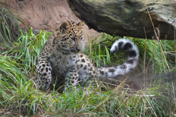 Leopard