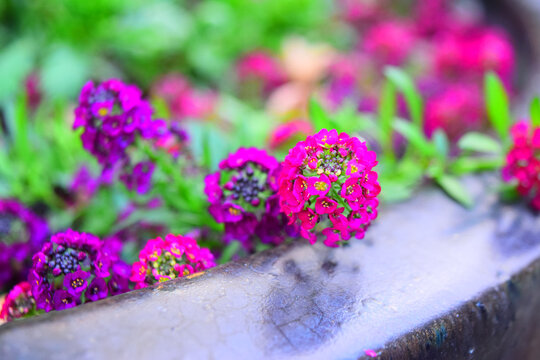 173 Best ピンク 花 庭 美しい 夏 紫 葉 赤 日本 満開 Images Stock Photos Vectors Adobe Stock 173 Best ピンク 花 庭 美しい 夏 紫 葉 赤 日本 満開 Images Stock Photos Vectors Adobe Stock