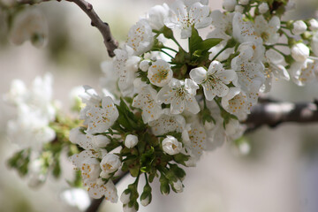 Obraz premium Cherry branch with white flowers. Blossom sakura in garden. Nature backdrop. Spring flowers. Springtime.