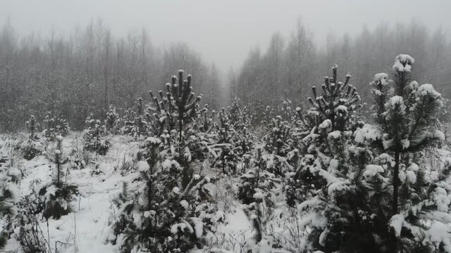 A beautiful snowy winter in the forest. Part7