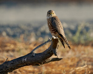 Merlin