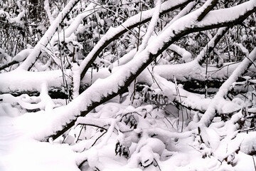 Branches of trees covered with white fluffy snow.