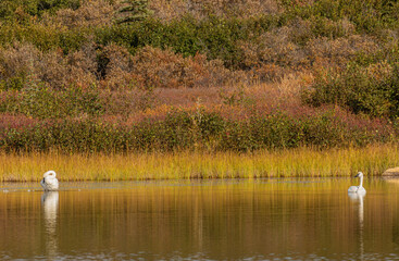 Pair of Trumpeter Swans in Denali National Park Alaska in Autumn