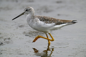 Greater Yellowlegs, San Diego River, California.