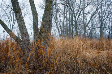619-88 Dried Grasses and Trunks