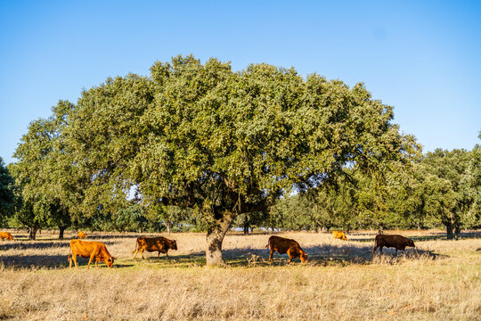 Alentejo landscape - red cows grazing among cork trees, Portugal