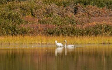 Pair of Trumpeter Swans in Denali National Park Alaska in Autumn