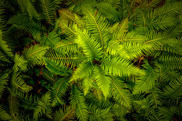 Fototapeta na wymiar Green fern vegetation Creative tropical green leave in a forest. Nature spring concept. 
