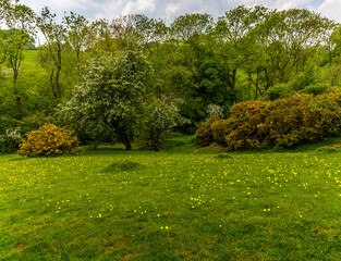 A buttercup covered valley close to the village of Gumley near Market Harborough, UK in springtime