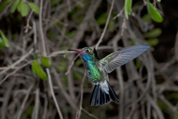 Hovering luminescent, Broad-billed Hummingbird in Southern Arizona, United States