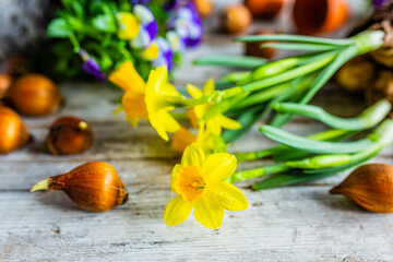 Yellow daffodil flowers and spring flower bulbs on a wooden background.