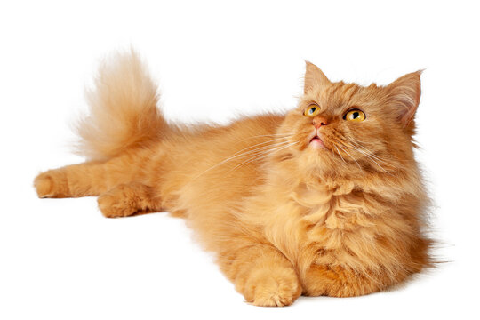red cat on white background