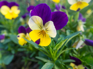 Close up garden pansy, yellow, purple and violet viola spring flower on a green bokeh background, selective focus, copy space