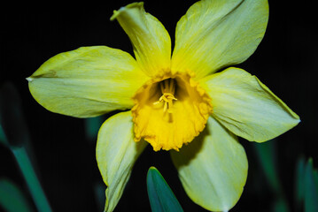 Yellow daffodils. flower blooms in spring in the garden. Yellow flowers at field close up, flower background photography.